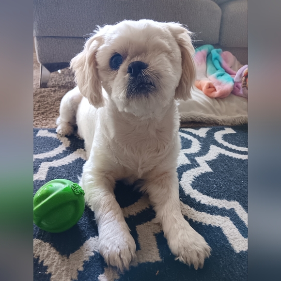 Max Eye Surgery All Sales Going To Him - Picture 1 of 3